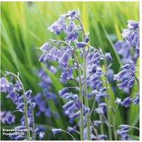English Bluebell Bulbs - Native Flowering Perennial, 120 Pack