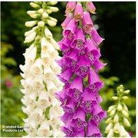 Foxglove Excelsior Perennial Flowering Plants - 30 Garden Ready