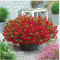 Calibrachoa Million Bells - Up to 20 Plants