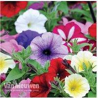 Garden Ready Petunia Easy Wave Flowering Annual Bedding Plants
