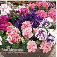 Double Flowering Petunia 'Orchid-Flowered Mixed' F1 Bedding Plants
