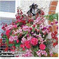 Summer Hanging Basket Plant Collection
