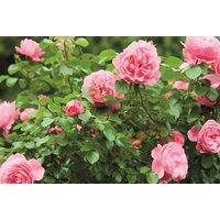 Miniature Patio Roses - Flowering Bare Root Plants, 40cm Stems, Mixed Colours