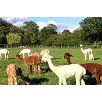 2-Hour Pennybridge Farm Alpaca Experience For 2