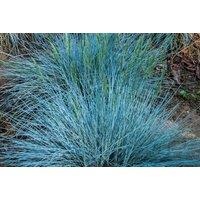 3 Festuca Glauca 'Intense Blue' Shrubs