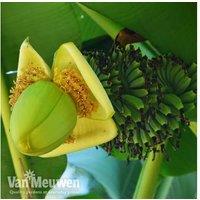 Hardy Japanese Banana Plant - 1 Or 3 Pack