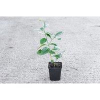 Potted Citrus Tree Collection W/ Three Varieties - 2 Options