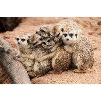 Meerkat & Lemur Animal Encounter Experience for Two at Hoo Zoo & Dinosaur World, Telford