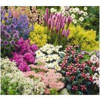 Up To 36 Potted Cottage Garden Perennials