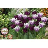 Fringed Tulip 'Black Cherry Frost' Bulbs - Perennial Spring Flower, 40cm