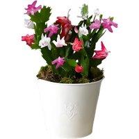 Multicoloured Christmas Cactus in Decorative Gift Pot