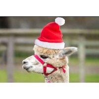 2-Hour Alpaca Meet & Greet Experience for Two at Pennybridge Farm - Lead, Walk & Connect