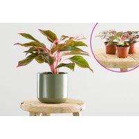 Premium Baby Houseplant Set (5 Pack) or One-Month Indoor Plant Subscription - 2 Options - Lazy Flora - Gift-Ready with Free UK Delivery