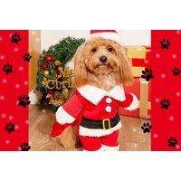 3D Christmas Dog Costume - 5 Size Options