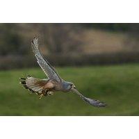 Half Day Falconry & Owl Experience - For 1 Or 2