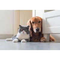 Pet Reactivity Test - 60 Food Items - At-Home Testing