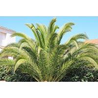 Majestic Canary Island Date Palm Trees - Evergreen Giant