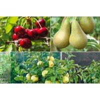 Mini Patio Fruit Trees - Apple, Cherry, Plum & Pear!