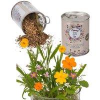 Meadow Flower Seed Gift Tin - Flowering Annuals for Indoors & Gardens