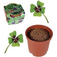 Magical Four Leaf Clover Garden Kit