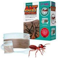 Create Your Very Own Ant Kingdom - Educational Outdoor Fun