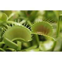 Indoor Carnivorous Plant Kit - Low Maintenance, Air-Purifying Flytrap & Sundew