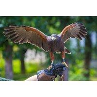 Birds Of Prey Experience: Handling Or Hawk Walk - For 1, 2, 3 Or 4