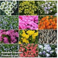 20 Mixed Easy to Grow Flowering Alpine Plug Plants - Hardy Perennials