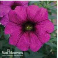 Petunia Surfinia Flowering Hanging Basket - Trailing, Pre-Planted, 20cm