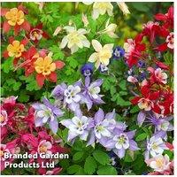 144 Mixed Perennial Plants Collection