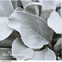 Evergreen Senecio 'Angel Wings' Perennial Plant - Silver Foliage, Drought-Tolerant