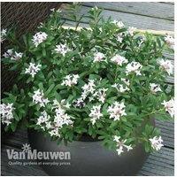 Daphne 'Eternal Fragrance' Evergreen Flowering Shrub - 2 or 3 Potted Plants