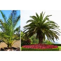 Giant Xxl 5Ft Canary Island Date Palm Tree