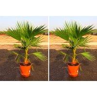3-4Ft Mexican Fan Palm Plant - Washingtonia Palm