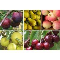 Collection Of 5 Large 5Ft Fruit Trees - Orchard Starter Bundle