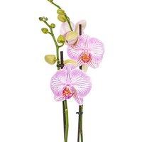 50% Off Phalaenopsis Orchid - Deliveries Nationwide