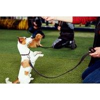 Online Dog Behaviour Training Course