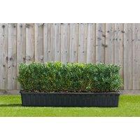 Box Hedging Buxus Sempervirens Shrub - 9Cm Pot