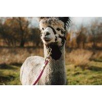 60 Minute Alpaca Trekking & Feeding Experience - For 1, 2 Or 4 People, Wetley Moor Alpacas