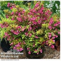 1 Or 2 Weigela 'Magic Carpet' Plants