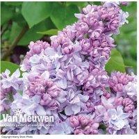 Double Scented Lilac Plants - Choose 1 or 2!