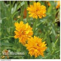 1 Or 3 Coreopsis Golden Joy Plants