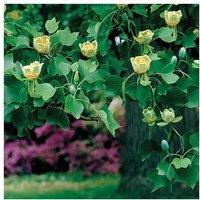 1 Or 2 Liriodendron Tulip Tree Plants