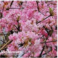 Viburnum Bodnantense 'Dawn' Flowering Shrub - Fragrant Winter Blooms, Hardy Deciduous, Up to 3 Pack
