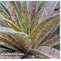Mangave 'Pineapple Express' Plant Duo