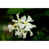Scented Star Jasmine Plants - Evergreen Climber