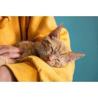 Online Essential Cat & Kitten Care Course