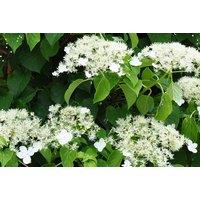 2 Hydrangea Petiolaris Potted Plants