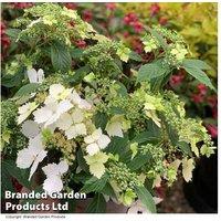 Hydrangea Cloud Nine Flowering Shrub - Hardy White Lacecap, 120Cm