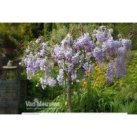 Wisteria Tree Standard - Flowering Shrub
